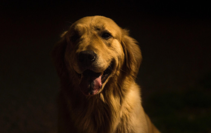 Cómo superar la muerte de tu perro
